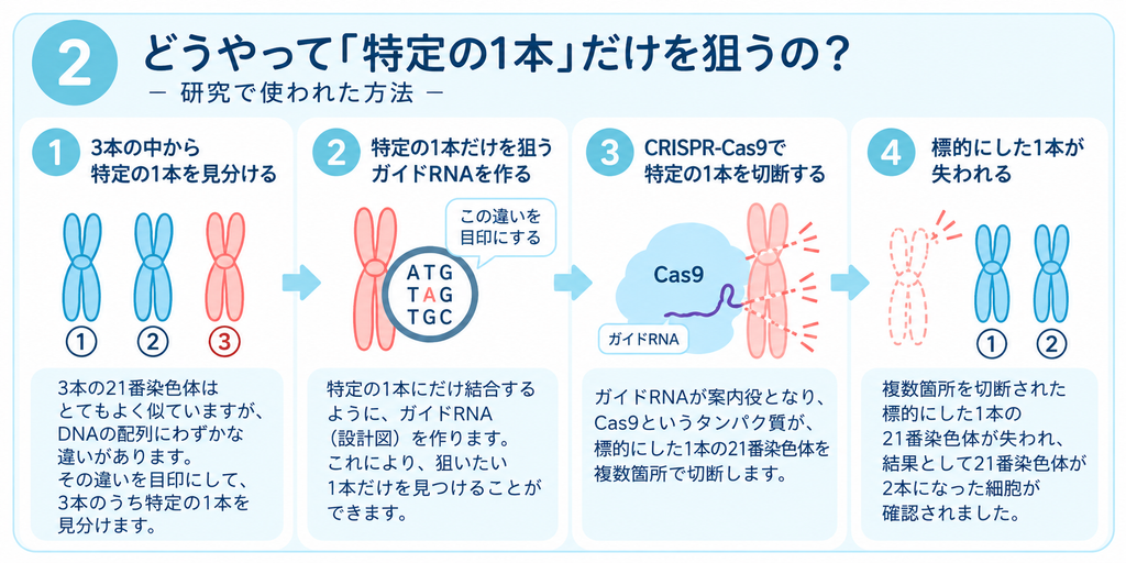 DNA配列の違いを利用して、3本の21番染色体のうち特定の1本をCRISPR-Cas9で標的にする研究方法の図解